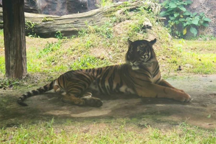 BBKSDA Riau Turunkan Tim, Giring Induk dan Anak Harimau Kembali ke Hutan Pelalawan