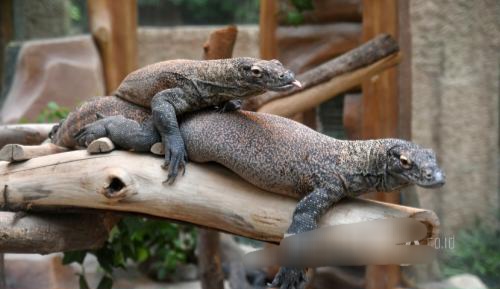 Bakal Kembang Biakkan Komodo, Indonesia–Jepang Perkuat Kerja Sama Konservasi Satwa Liar