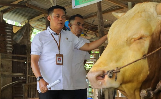 Pemeriksaan Hewan Kurban Pekanbaru Terus Dilakukan, Harus Bebas PMK