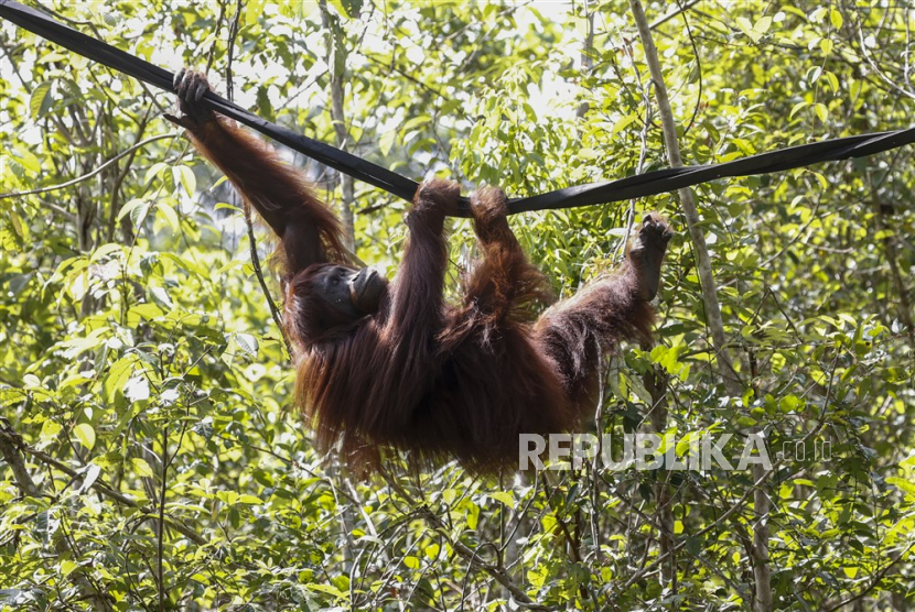 Orangutan Tapanuli Kritis, Ahli Desak Kolaborasi untuk Wujudkan Koeksistensi