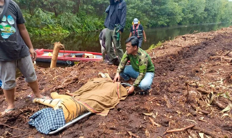 BBKSDA Riau Evakuasi Harimau Sumatera Usai Serang Pekerja di Pelalawan