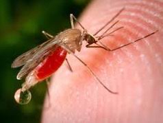 Perluasan Pemeriksaan, Malaria di Kuala Selat Bertambah Jadi 128 Kasus