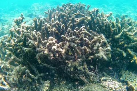 Tercemar Kaporit, Terumbu Karang di Pantai Pasir Putih Situbondo Rusak