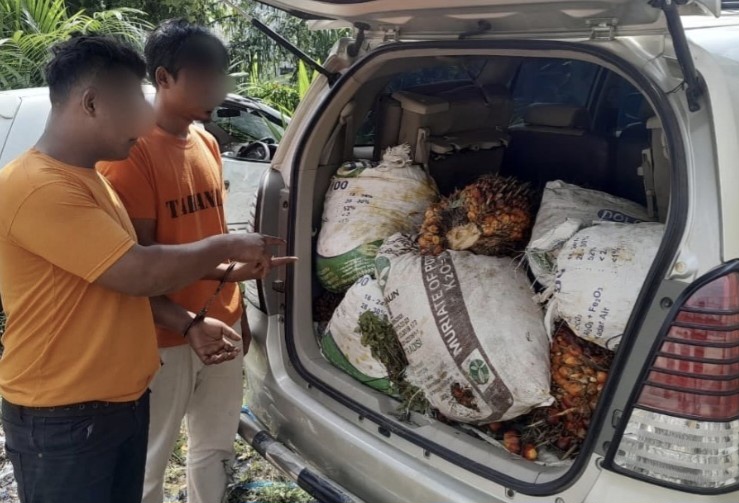 Bawa 410 Kg Sawit Curian Pakai Mobil, Dua Warga Siak Ditangkap Polisi
