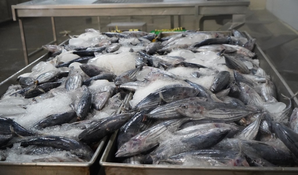 Ekspor Tuna-Cakalang ke Jepang Kini Bebas Tarif 0%