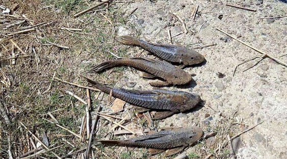 Pemkot Jaksel Buru Ikan Sapu-sapu di Saluran Penghubung Setu Babakan