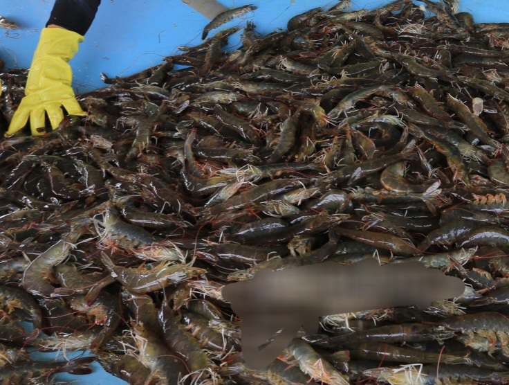 KKP Pulihkan Kepercayaan AS, Ekspor Udang Indonesia Kembali Mengalir