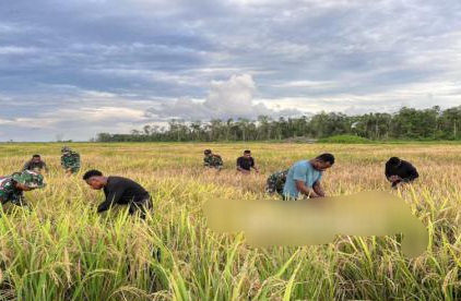 Panen Perdana, Sawah Wanam Buka Jalan Swasembada Pangan dari Papua