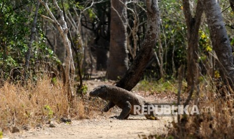 Tarif Masuk TN Komodo Dongkrak Pendapatan