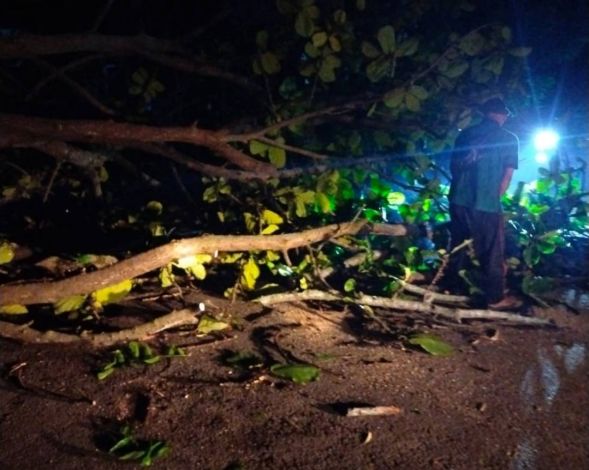 Sejumlah Pohon Pelindung di Pekanbaru Tumbang Akibat Hujan Disertai Angin Kencang