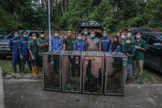 BBKSDA Riau Relokasi Empat Siamang ke Pusat Rehabilitasi di Sumatera Selatan