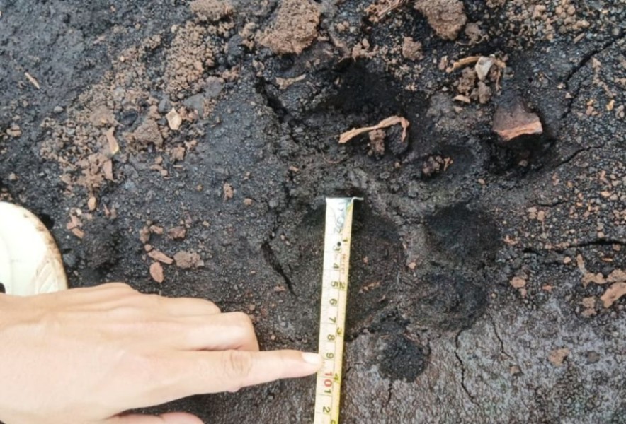 Detik-detik Menegangkan Zulfikar Bertemu Harimau Sumatera Jarak 4 Meter di Kebun Sawit Siak