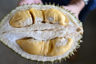 Bea Cukai Perketat Pengawasan,  Cegah Durian Ilegal Malaysia Masuk