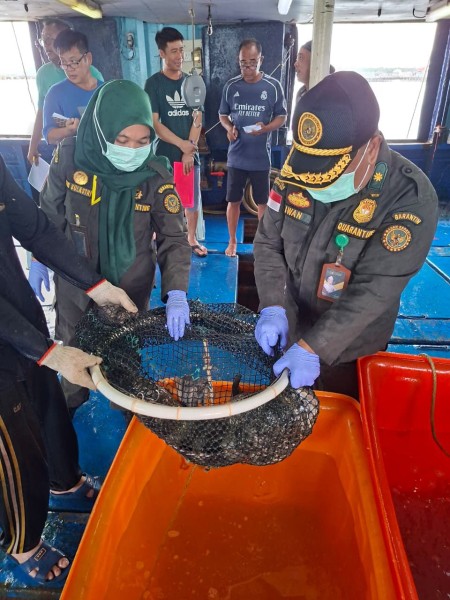 Ekspor Ikan Natuna Tembus 1,2 Miliar Rupiah, Karantina Kepri : Semua Dalam Keadaan Sehat