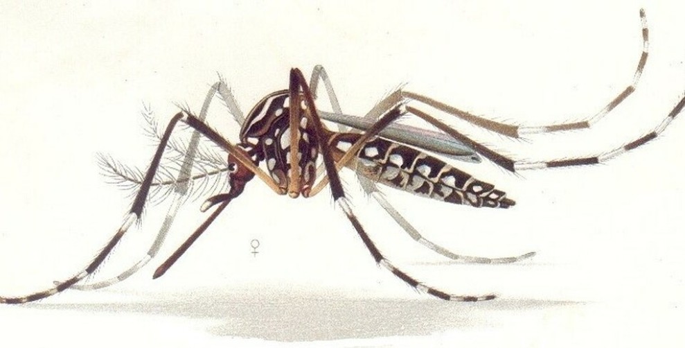 Waspada Chikungunya, Kasus Meningkat di Singapura dan China