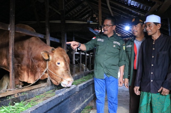 Stok Hewan Kurban 2025 di Inhil Dipastikan Aman, Dinas DPTPHP Terus Periksa Kesehatan Sapi