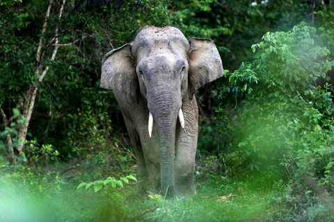 Nahas! 6 Gajah Mati Ditabrak Kereta di Sri Lanka