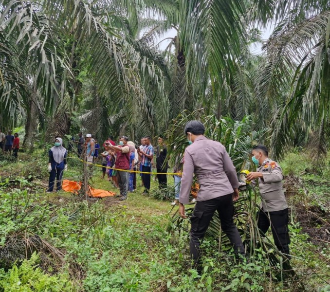 Warga Siak Dihebohkan Dengan Penemuan Tulang Belulang Manusia Kebun Sawit