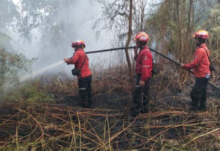Luasan Karhutla di Riau Capai 126 Hektar, Terbanyak di Bengkalis