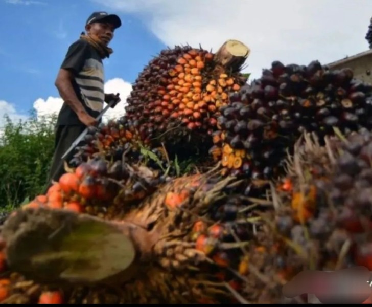 Penurunan permintaan dari India dan Tiongkok mempengaruhi harga CPO