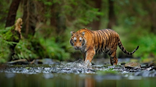 Heboh 2 Harimau Muncul di Jalan Lintas Sumatera, BKSDA Sumbar Turun Tangan