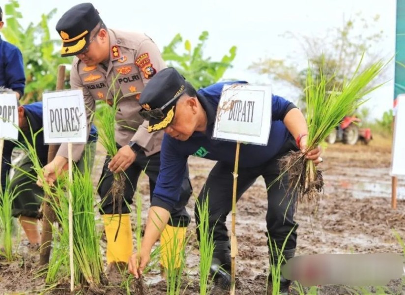 Tanam padi serentak bersama Presiden Prabowo, Asmar : ini bentuk nyata jaga ketahanan pangan