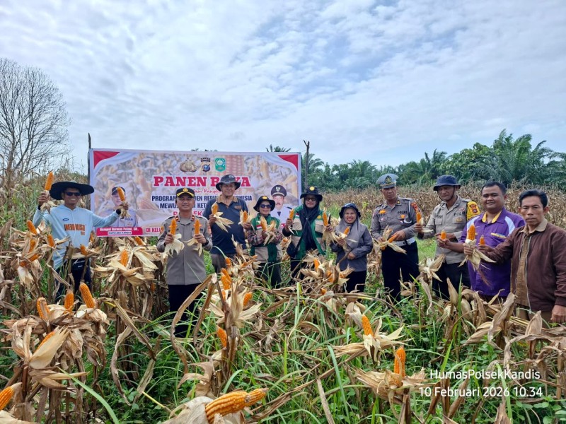 Polsek Kandis Polres Siak Panen Raya Jagung Dukung Program Ketahanan Pangan Nasional