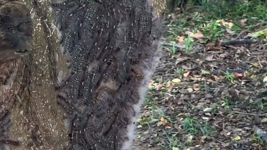 Ribuan Ulat Bulu Muncul Tiba-tiba di Taman Kota, DLHK Langsung Lakukan Penyemprotan