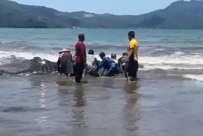 Hiu Tutul Terdampar di Pantai Cengkrong Berhasil Diselamatkan
