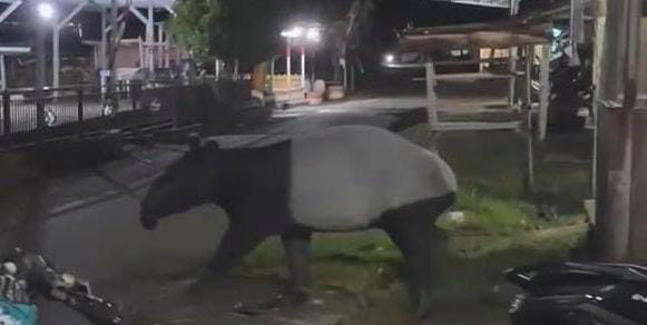 Tapir Liar Muncul ke Pemukiman Warga Kuansing