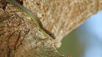 Ular di Pesawat Bikin Penerbangan Ditunda 2 Jam, Pawang Turun Tangan