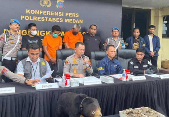 Polisi Gagalkan Pengiriman Beruang Madu Awetan Tujuan Aceh di Medan