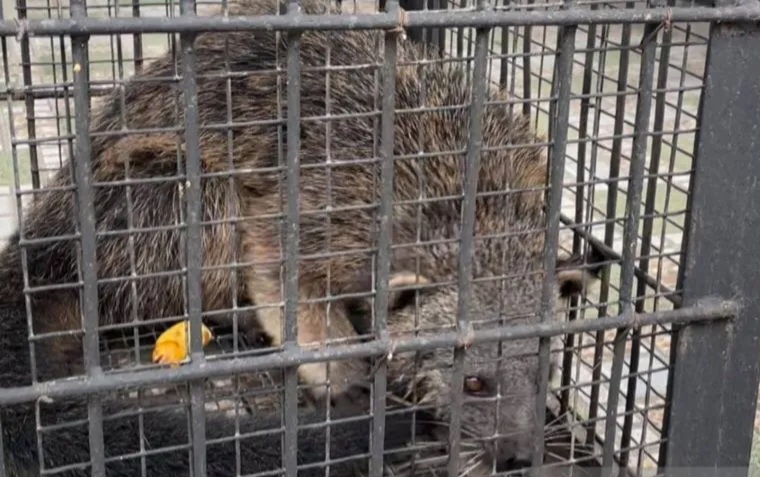 BKSDA Banten Evakuasi Binturong Yang Masuk Permukiman Warga Serang