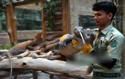 Perubahan Iklim Rusak Habitat, Komodo Terancam Punah