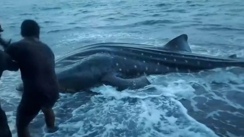 Hiu Paus dari Teluk Saleh Mati Terdampar di Pantai Tambora Bima