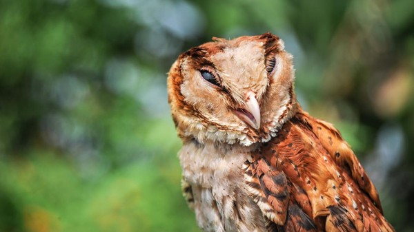 Prabowo Beri 1.000 Burung Hantu untuk Basmi Hama Tikus di Majalengka