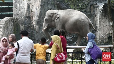 Taman Margasatwa Ragunan Dukung Larangan Atraksi Gajah Tunggang