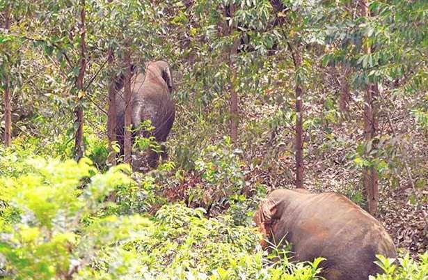Anak Perempuan Usia  8 Tahun Luka Parah Diserang Gajah Liar di Rumbai Pekanbaru