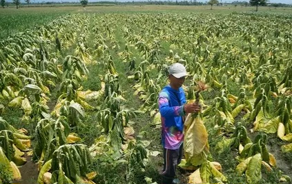 Tembakau Lumajang Tetap Diburu Pasar Premium meski Cuaca Tak Menentu