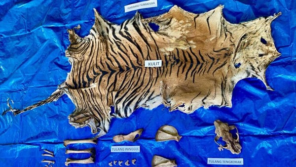 Penjual Kulit Harimau di Aceh Ditangkap Polisi