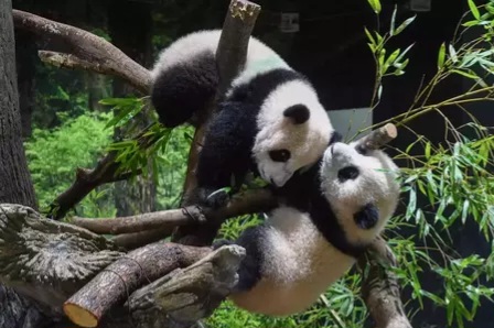 Ketegangan Meningkat, Jepang Kembalikan 2 Panda Raksasa ke China