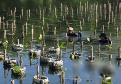 DKI Gencarkan Penanaman Mangrove Cegah Masuknya Air Laut ke Darat