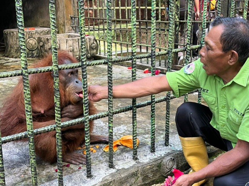 Selamat Datang Ade! Bayi Orangutan Jantan Lahir di Riau, Menhut Langsung Beri Nama