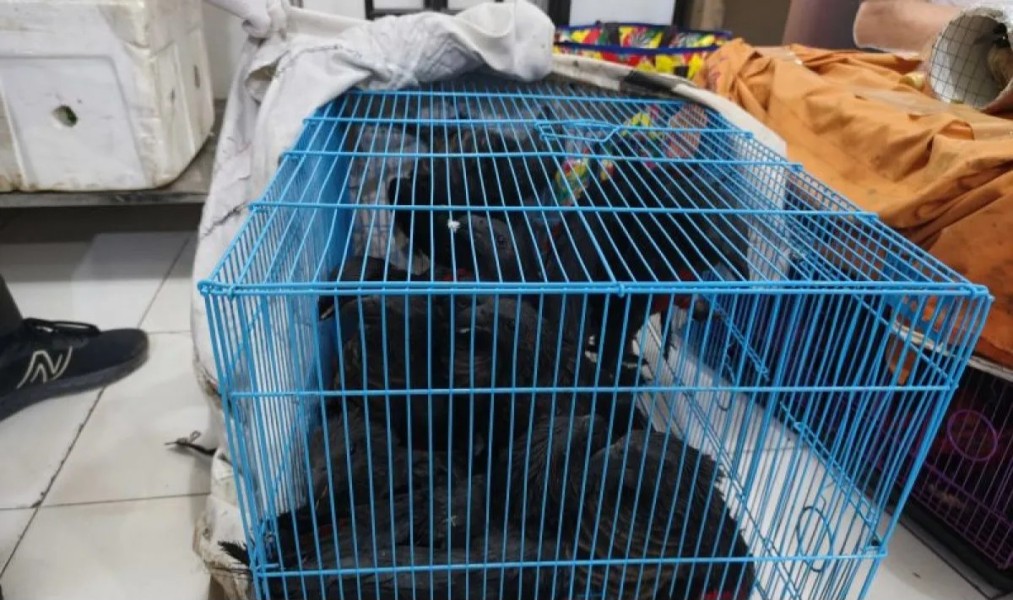 Karantina Papua Gagalkan Penyeludupan 25 Satwa Dalam Operasi Lebaran