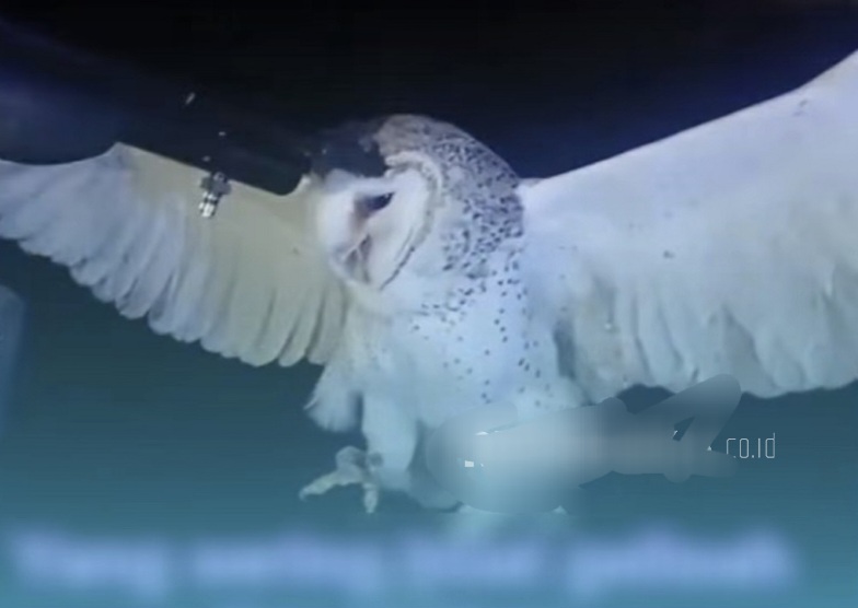 Warga NTT Tembak Mati Burung Hantu Pakai Senapan Angin, Polisi Amankan Pelaku