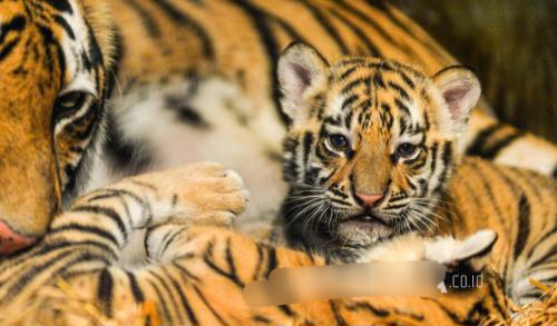 Dua Anak Harimau Benggala Mati, Kemenhut Diminta Audit Kebun Binatang Bandung