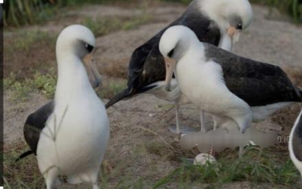 Burung Liar Tertua di Dunia Bertelur di Hawaii