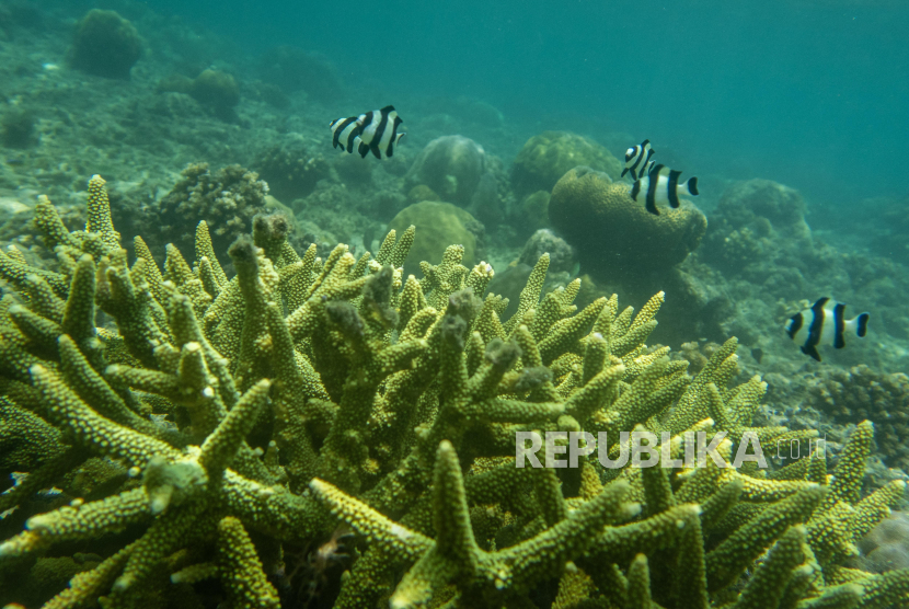 KKP Latih Penanganan Biota Laut Terdampar dan Buaya di Kupang