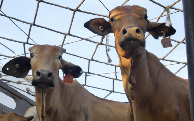 Bapanas Kunci Harga Sapi Hidup Rp 55.000 Jelang Ramadhan dan Idulfitri