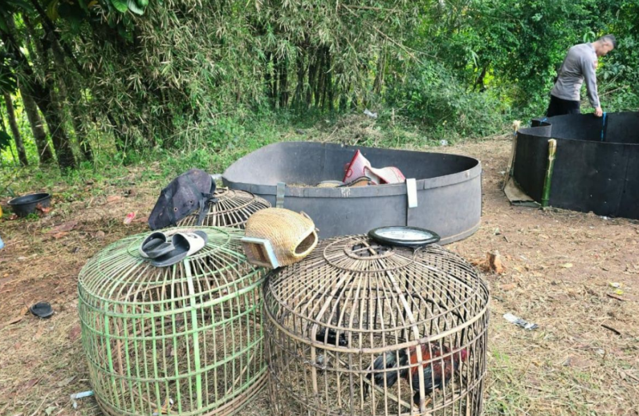 Polisi Bongkar Praktik Judi Sabung Ayam di Cibatu Garut